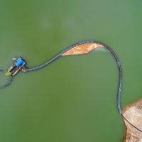 Quarry Snake
