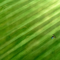 Green Green Grass