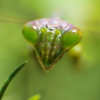 Green Mantis