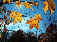 Fall Sky