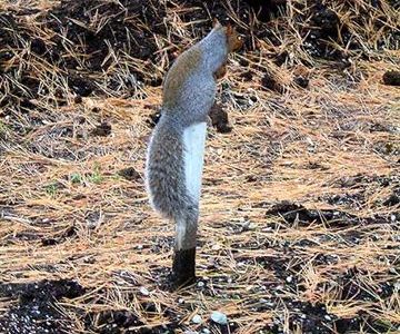 Squirrel on a Stick