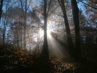 Morning Glory