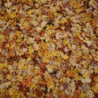 The Fallen