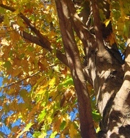 Climb Up