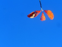 Against Blue