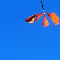 Against Blue