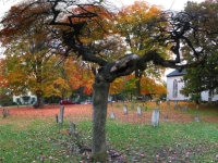 Spooky Tree