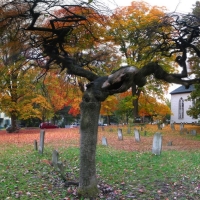 Spooky Tree