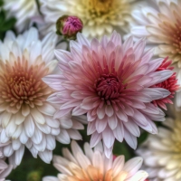 Mums the Word