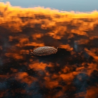 SunnuS