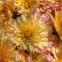 Just Watered