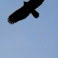 Time to Fly