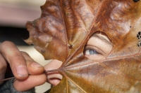Leaf Peeping