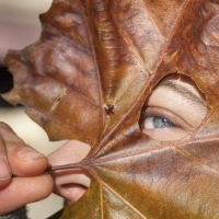 Leaf Peeping