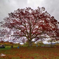 The Oak