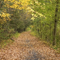 On the Rail Trail