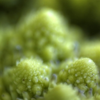 Fractal Food