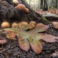 A Walk in the Woods