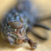 Portrait of a Fly