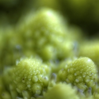 Fractal-Food