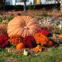 Prize Pumpkin