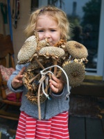 Holding the Sunflower. Seeds.