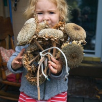 Holding the Sunflower. Seeds.