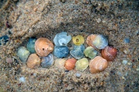 It's Shells in a Footprint