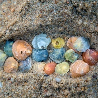 It's Shells in a Footprint