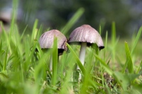 Just Mushrooms