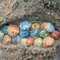 It's Shells in a Footprint