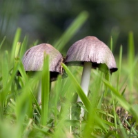 Just Mushrooms