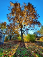 Hickory Sunrise