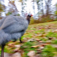 Nowhere Fast