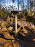 Tall Mushroom