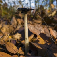 Tall Mushroom