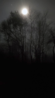 Tree Dance