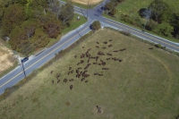 Sky Bison