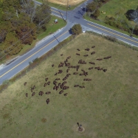 Sky Bison
