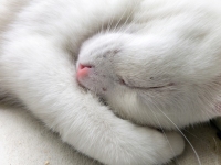 Cuddle Cat