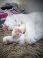 Cat Nap
