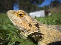 Stella