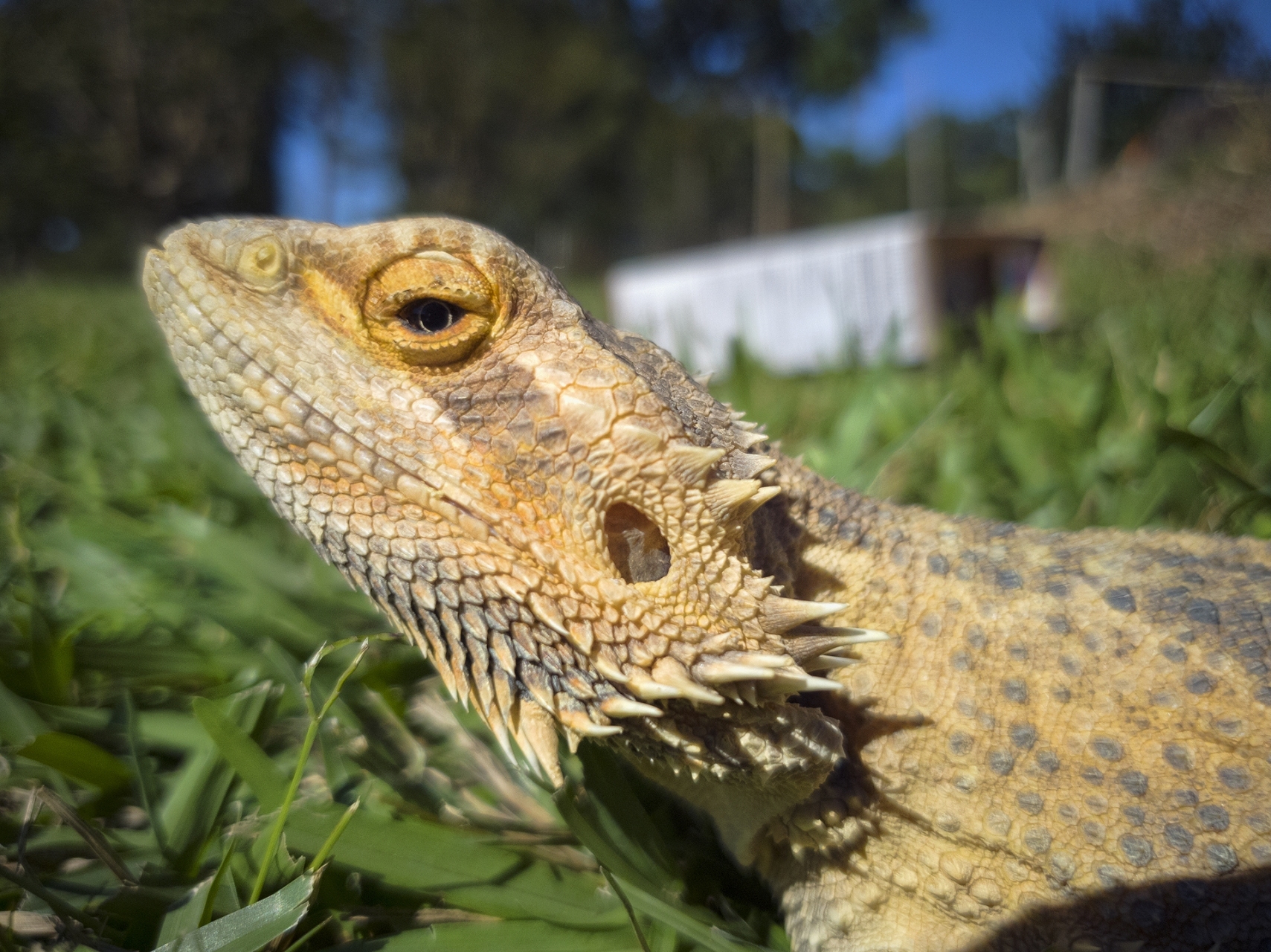Stella