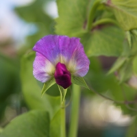 Autumn Peas