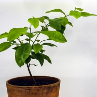 My Grapefruit Tree