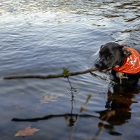 Wet Wilbur