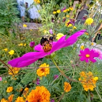 Landing Pad