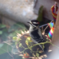 Garden Scrounger