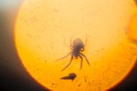 Spider Sunset