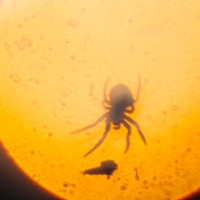 Spider Sunset